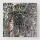 Recherche de cigale posters Cicada