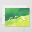 Search for drop leafs postcards Green