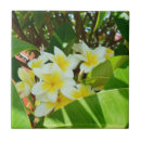 Search for frangipani tiles Plant