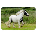 Recherche de peinture de cheval magnets Pinto