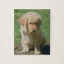 Recherche de golden retriever puzzles Chiot