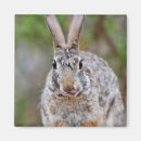 Search for cottontail magnets Nature