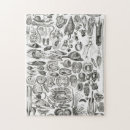 Recherche de mollusque puzzles Mer