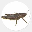 Search for hopper stickers Insect