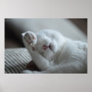 Recherche de premium posters Fourrure