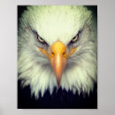 Search for eagle face posters Animal