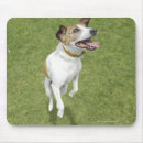 Search for jack russell terrier electronics White