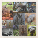 Search for koala barware Australian