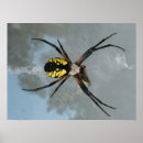 Recherche de araignée posters Halloween