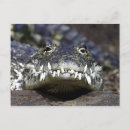 Recherche de crocodile posters Dangereux