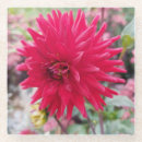 Search for dahlia flower coasters Nature