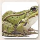 Recherche de grenouille dessous de verres Reptiles