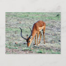 Recherche de gazelle cartes postales Antilope