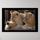 Search for lion posters Fauna
