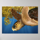 Recherche de tête de tortue Plage