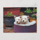 Search for furry friend postcards Canine