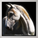 Recherche de conception de cheval posters Chevaux