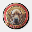 Recherche de labrador magnete Vétérinaire