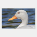 Search for white duck stickers Water