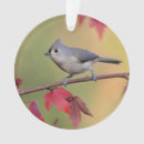 Search for tufts ornaments Titmouse