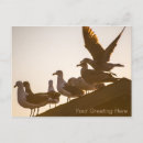 Search for bird watcher postcards Birds