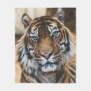 Search for tiger photo blankets Wildlife