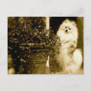 Recherche de pomeranians cartes postales Mignon