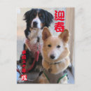 Search for mountain dog postcards Bernese