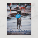 Recherche de frisbee cartes postales Dog