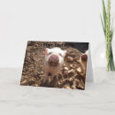 Search for dirty cards Pig