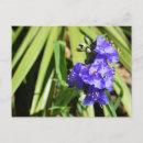 Search for stems postcards Wildflower