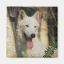 Recherche de loup de forêt magnets Animal