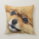 Recherche de pomeranian coussins Animaux familiers
