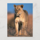 Recherche de lionesse cartes postales Lionne