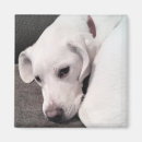 Recherche de labrador retriever magnets Chiot