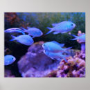 Search for tropical blue posters Sea