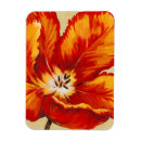 Search for parrot magnets Tropical