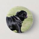 Search for black pug buttons Dog