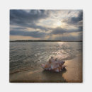 Search for shell beach magnets Ocean