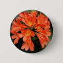 Search for orange flowers buttons Summer