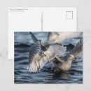 Recherche de oiseaux marins cartes postales Mouette