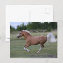 Recherche de crinières cartes postales Poney