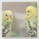 Search for parakeet coasters Birds