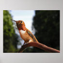 Recherche de de colibri art Nature