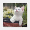 Search for kitten magnets Cat