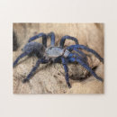 Search for spider puzzles Spooky