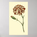 Recherche de oeillets posters Floral