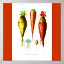 Recherche de de carottes posters Orange