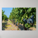 Recherche de fruit de la vigne posters Raisins