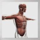 Search for muscles of the face posters Anatomy